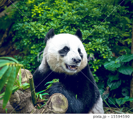 Giant panda Giant panda 15594590