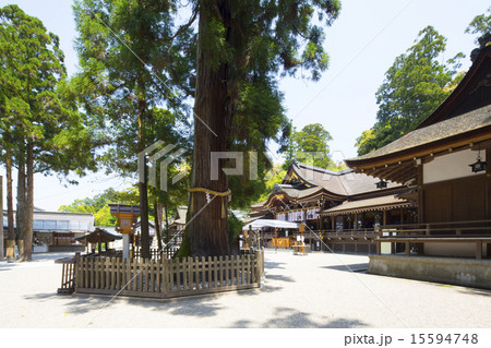 大神神社拝殿と巳の神杉 15594748