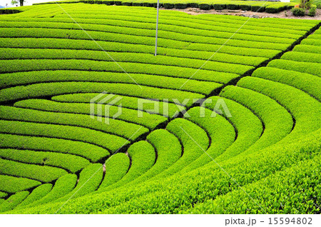 宇治茶の郷　和束の茶畑 15594802