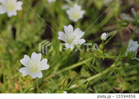 リムナンテス白花 リムナンテス白花 15594856