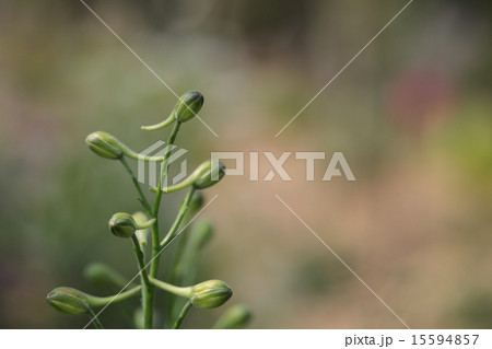 ヒエンソウの花の蕾 ヒエンソウの花の蕾 15594857