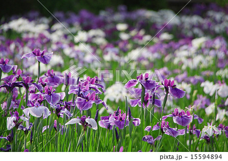 アヤメ アヤメ 15594894