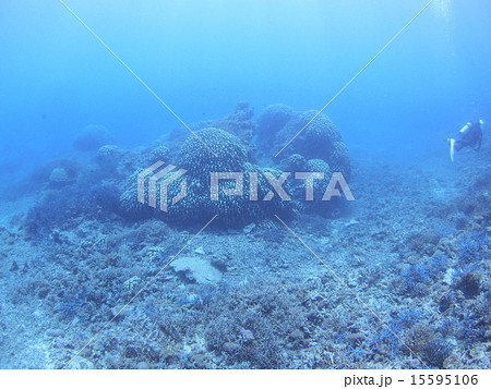 沖縄・西表島の巨大なブツブツサンゴ 沖縄・西表島の巨大なブツブツサンゴ 15595106
