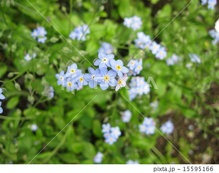 可憐な花の写真素材