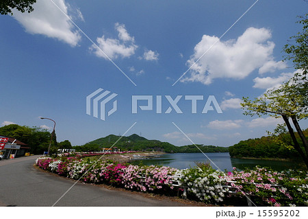 春の入鹿池とツツジ 15595202