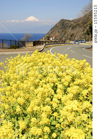春の西伊豆で菜の花と富士山 15595215