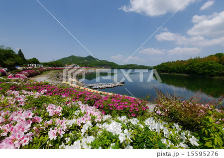 春の入鹿池とツツジ 15595276