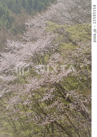 山桜咲く 山桜咲く 15595558