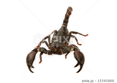 Scorpion fighting position 15595800