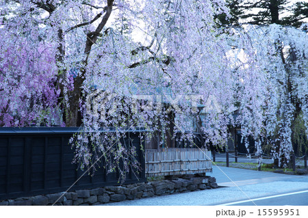 秋田　仙北市　角館 15595951