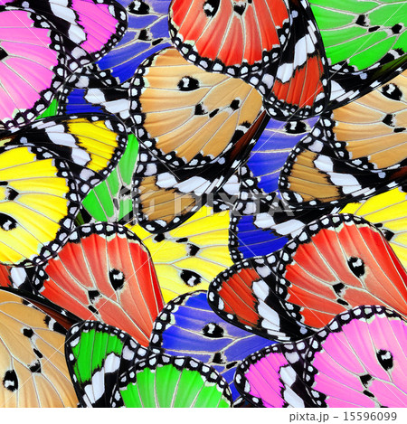 exotic color butterfly 15596099