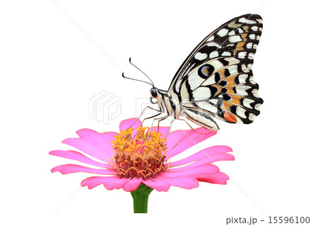 butterfly butterfly 15596100