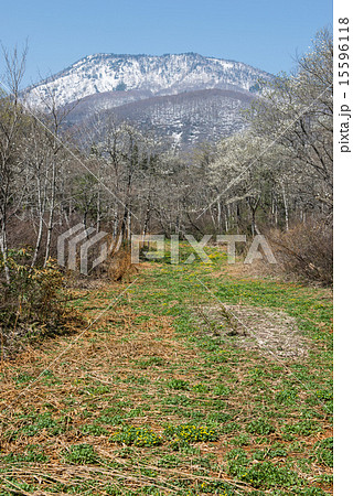 芽吹きの黒姫高原と黒姫山 15596118