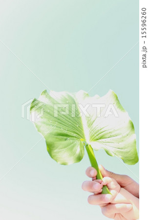 成長 15596260