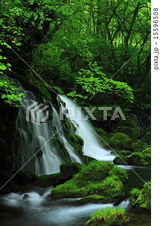 新緑の元滝伏流水 新緑の元滝伏流水 15596508