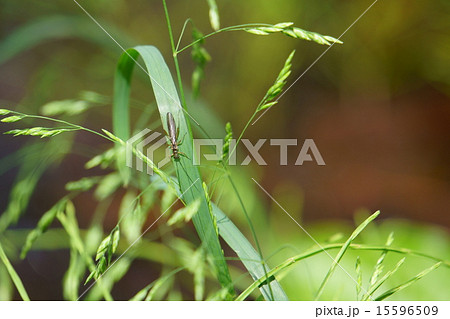 スズメノカタビラとカワゲラ。 15596509