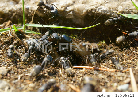 アリと巣穴出入り口 アリと巣穴出入り口 15596511