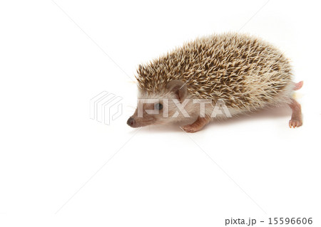 Black Hedgehog Black Hedgehog 15596606