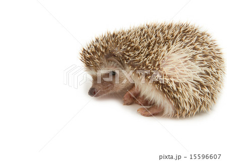 Hedgehog , African pygmy hedgehog 15596607