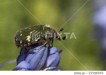 ハナムグリ ハナムグリ 15596843