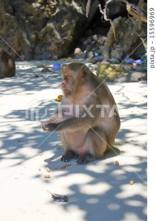 プーケットの猿 15596969