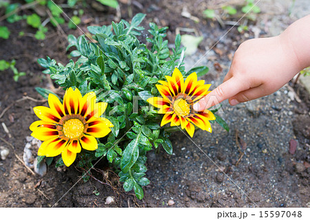 ガザニアの花を指差す子供の手 15597048