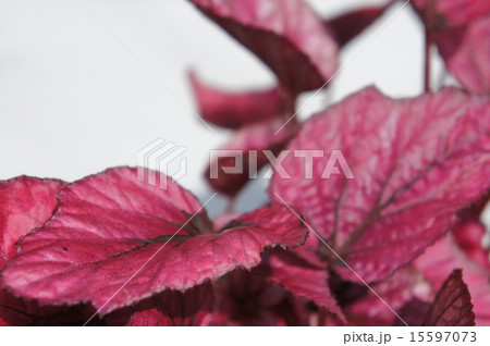 ファイヤーベゴニア 15597073