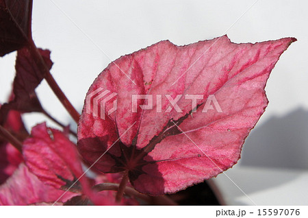 ファイヤーベゴニア ファイヤーベゴニア 15597076