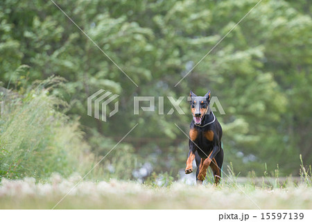 草原を走るドーベルマン 15597139