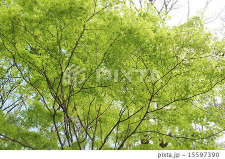もみじの若葉 15597390