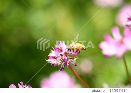 【春の情景 レンゲ蜜を集める蜜蜂】 【春の情景 レンゲ蜜を集める蜜蜂】 15597414