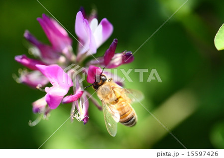 【春の情景　レンゲ蜜を集める蜜蜂】 15597426