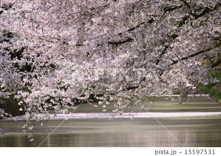 青森　弘前市　弘前城 15597531