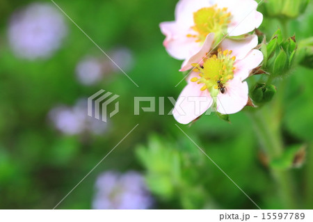 苺の花と昆虫 苺の花と昆虫 15597789