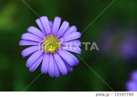 ブラキカム ブラキカム 15597790