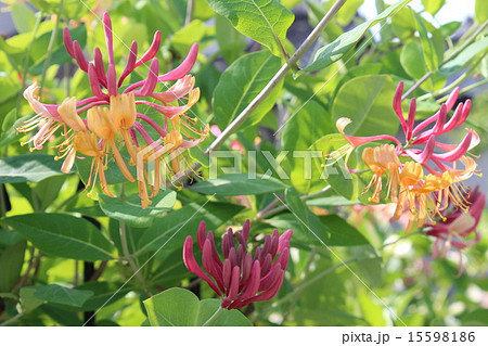 ハニーサックルの花とつぼみ ハニーサックルの花とつぼみ 15598186