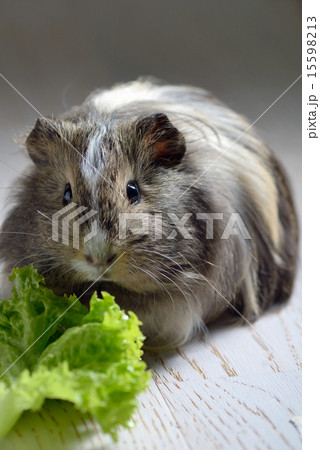 brown guinea pig brown guinea pig 15598213