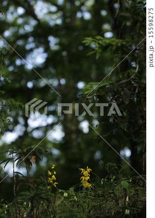 エビネ(海老根) エビネ(海老根) 15598275