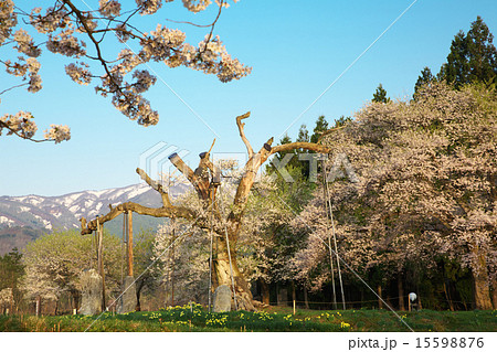 山形 白鷹町 釜の越桜の写真素材