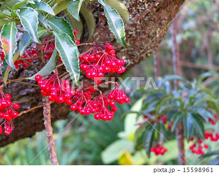 マンリョウの実 15598961