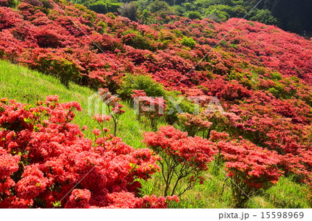 葛城山 葛城山 15598969