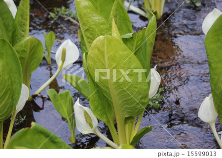 水芭蕉 15599013