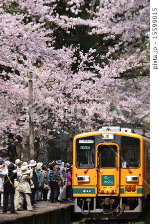 青森　五所川原市　芦野公園 15599015