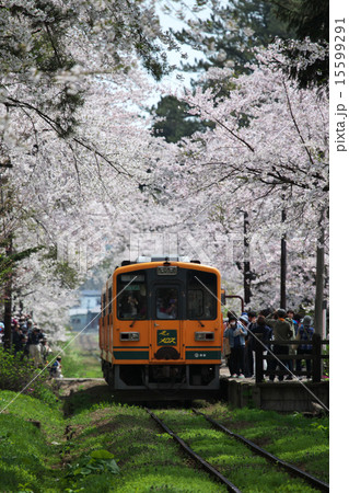 青森　五所川原市　芦野公園 15599291