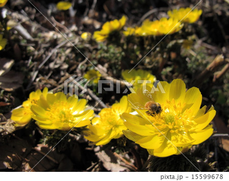 福寿草とハチ 福寿草とハチ 15599678