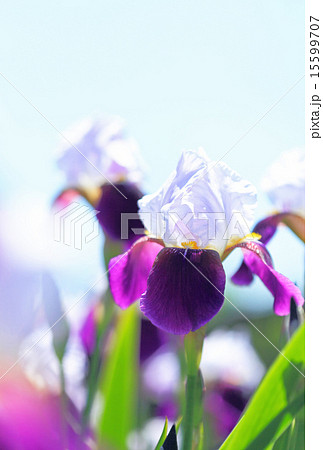 ジャーマンアイリス ジャーマンアイリス 15599707