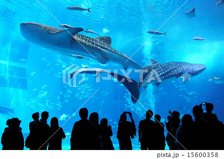水族館 15600358