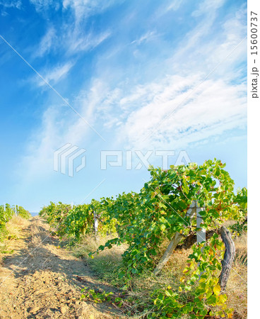 Nature in Crimea Nature in Crimea 15600737