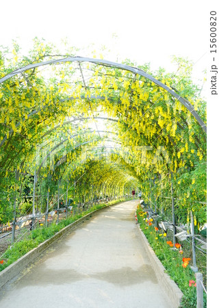 きばな藤 きばな藤 15600820