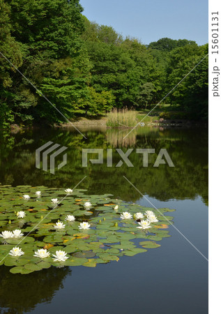 蓮池 15601131